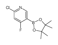 2-Chloro-4-fluoropyridine-5-boronic acid, pinacol ester - Chemical structure and product image
