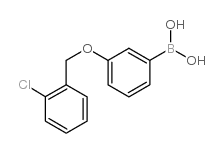 3-(2’-Chlorobenzyloxy)phenylboronic acid - Chemical structure and product image
